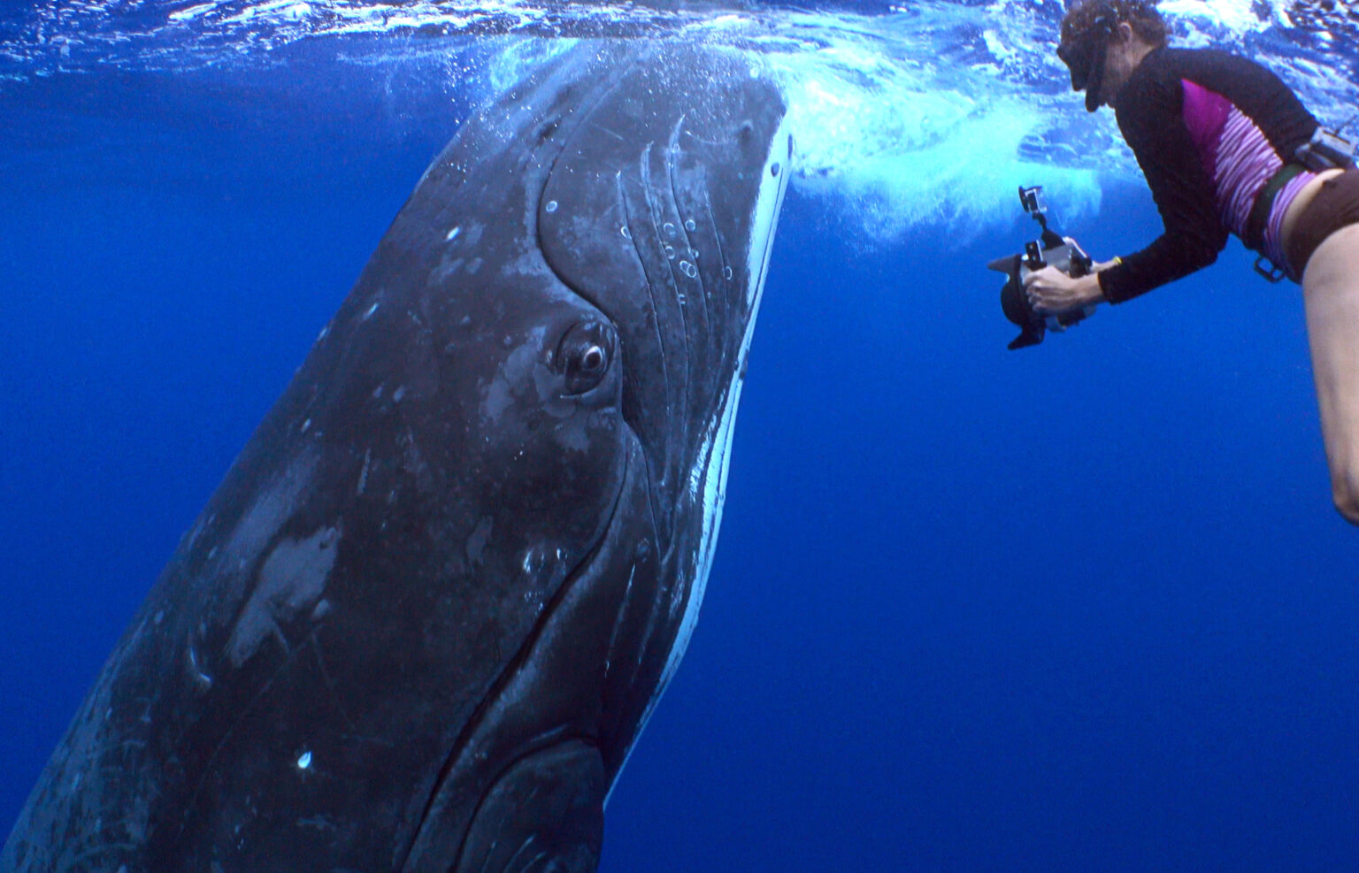 Whales of Tonga - Blue Water Retreat Eua Tonga